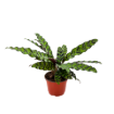 Picture of Calathea Lancifolia 6"