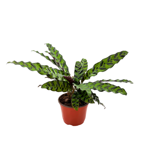Picture of Calathea Lancifolia 6"