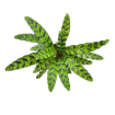 Picture of Calathea Lancifolia 6"