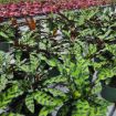 Picture of Calathea Lancifolia 6"
