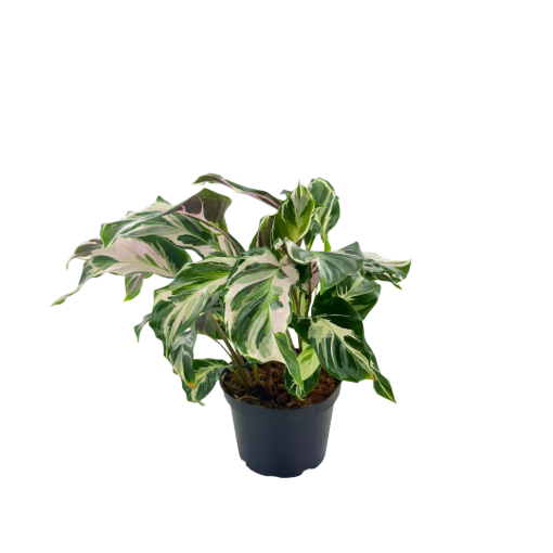 Picture of Calathea Stella 6"