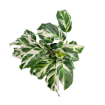 Picture of Calathea Stella 6"