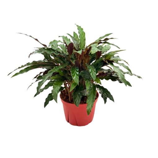 Picture of Calathea Rufibarba 6"