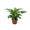 Picture of Calathea Freddie 6"