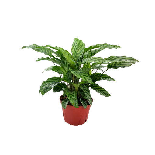 Picture of Calathea Freddie 6"