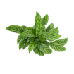 Picture of Calathea Freddie 6"