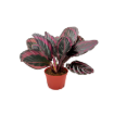 Picture of Calathea Jessey Princess 6"