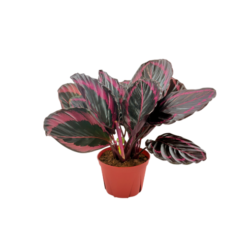 Picture of Calathea Jessey Princess 6"