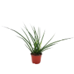 Picture of Sansevieria Mikado 6"