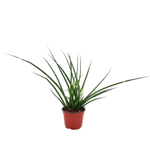 Picture of Sansevieria Mikado 6"