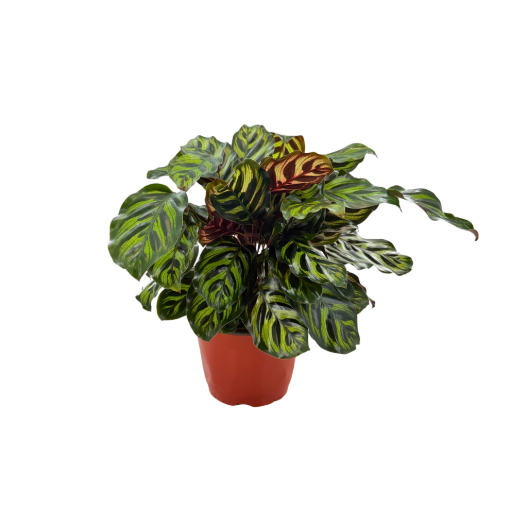 Picture of Calathea Makayona 6"