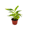 Picture of Alpinia Variegated 6"