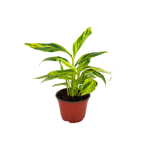 Picture of Alpinia Variegated 6"