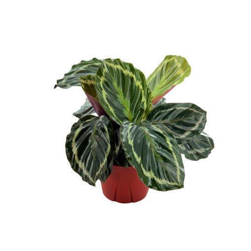 Picture of Calathea Medallion 6"