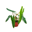 Picture of Philodendron Billiatiae Croat 6"