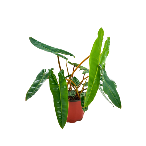 Picture of Philodendron Billiatiae Croat 6"