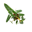 Picture of Philodendron Billiatiae Croat 6"