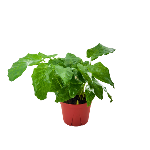 Picture of Calathea Network 6"