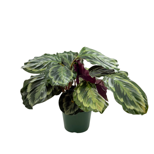Picture of Calathea Shine Star 6"