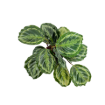 Picture of Calathea Shine Star 6"