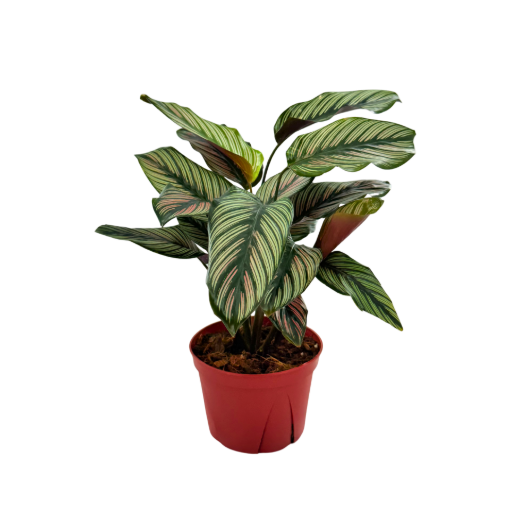 Picture of Calathea White Star 6"