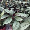 Picture of Calathea Grey Star 6"