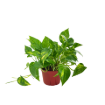 Picture of Pothos Golden 6"