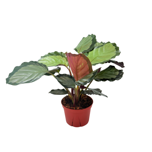 Picture of Calathea Roseopicta Corona 6"