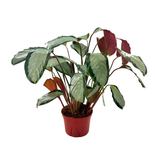 Picture of Calathea Picturata 6"