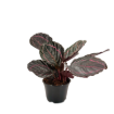 Picture of Calathea Dottie 6"