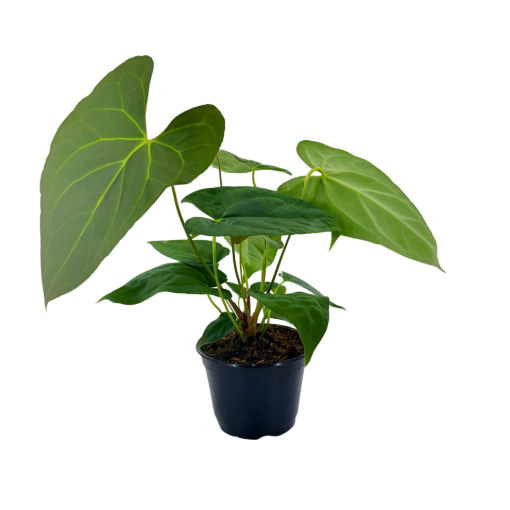 Picture of Anthurium Red Crystal x Crystallinum 6"