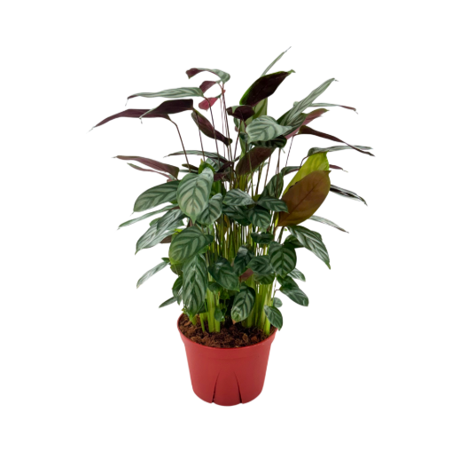 Picture of Calathea Silver Star 6"