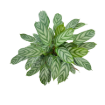 Picture of Calathea Silver Star 6"