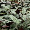 Picture of Calathea Silver Star 6"