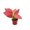 Picture of Aglaonema Beauty 4"