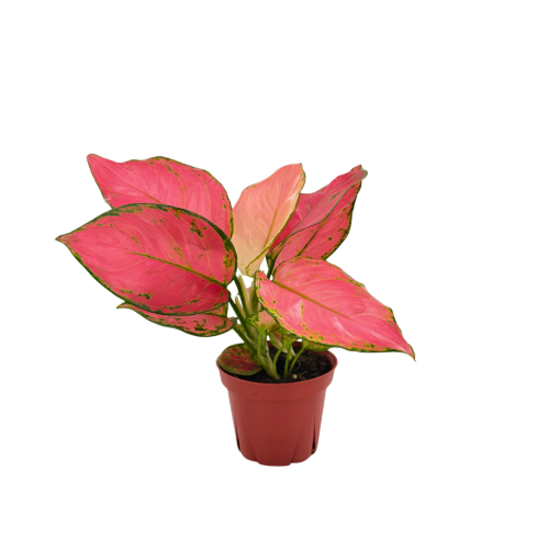 Picture of Aglaonema Beauty 4"