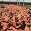 Picture of Aglaonema Beauty 4"