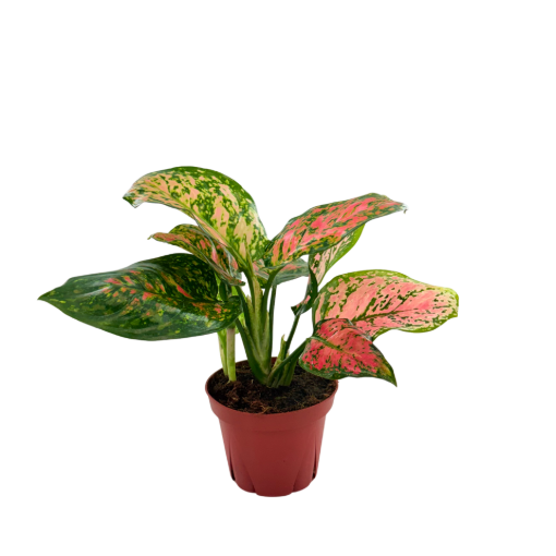 Picture of Aglaonema Beauty 4"