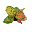 Picture of Aglaonema Beauty 4"