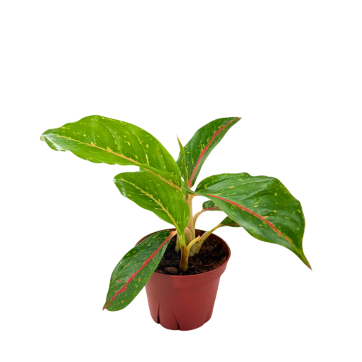 Picture of Aglaonema Night Sparkle 4"