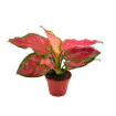 Picture of Aglaonema Red Valentine 4"