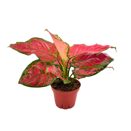 Picture of Aglaonema Red Valentine 4"