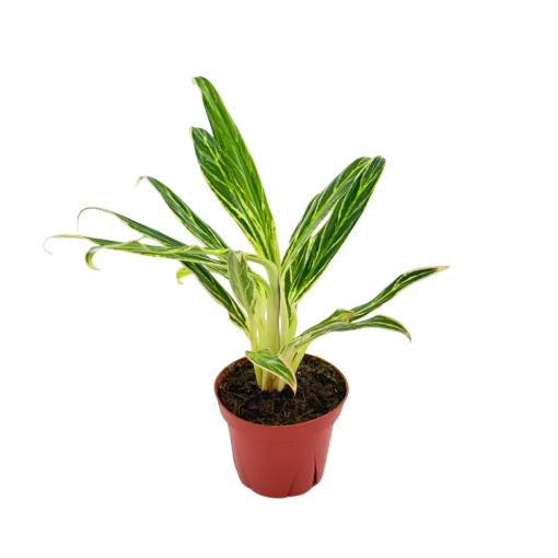 Picture of Aglaonema Bamboo 4"
