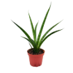 Picture of Sansevieria Fernwood 4"