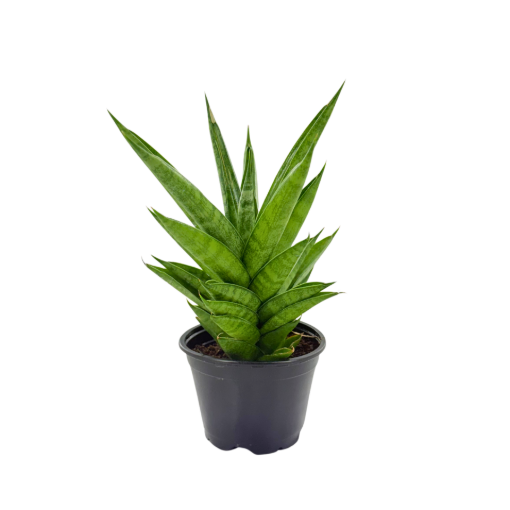 Picture of Sansevieria Pagodah Green 4"