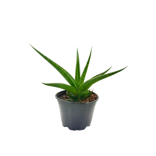 Picture of Sansevieria Hybrid Prabu 4"