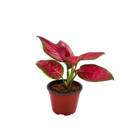 Picture of Aglaonema Richard 4"