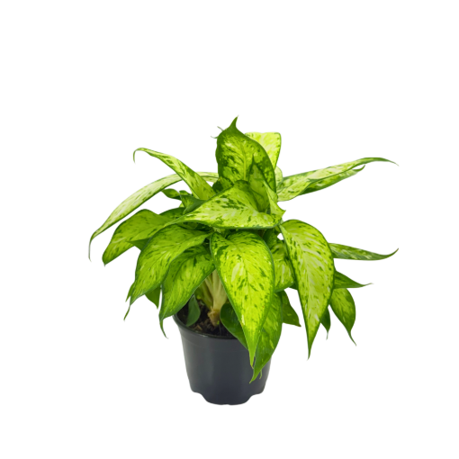 Picture of Dieffenbachia Starbright 4"