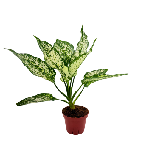Picture of Aglaonema Snow White 4"