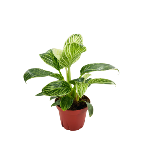 Picture of Philodendron Evian 4"